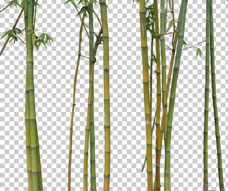 Bamboo Bamboe Euclidean PNG, Clipart, Bamboe, Bamboo, Bamboo Border, Bamboo Frame, Bamboo House Free PNG Download