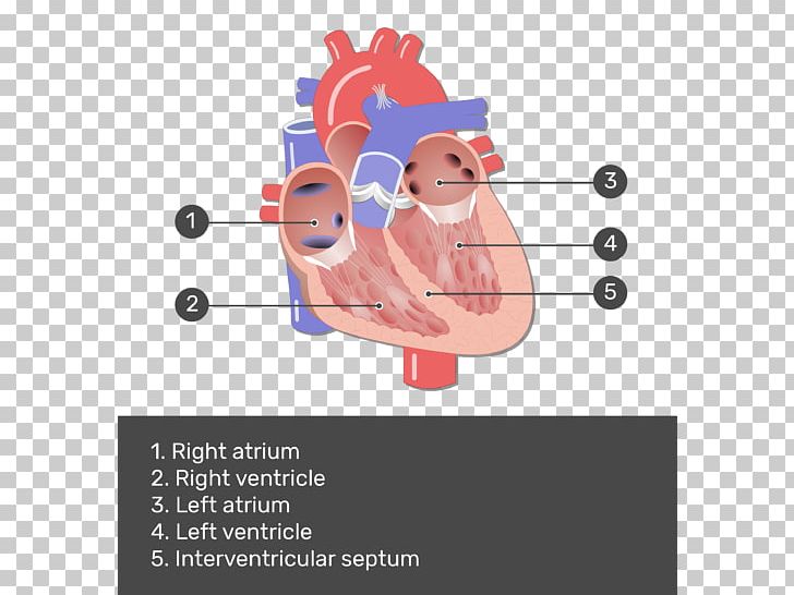 Heart Valve Mitral Valve Anatomy Pulmonary Valve PNG, Clipart, Angle, Aortic Valve, Art, Atrioventricular Node, Blood Vessel Free PNG Download