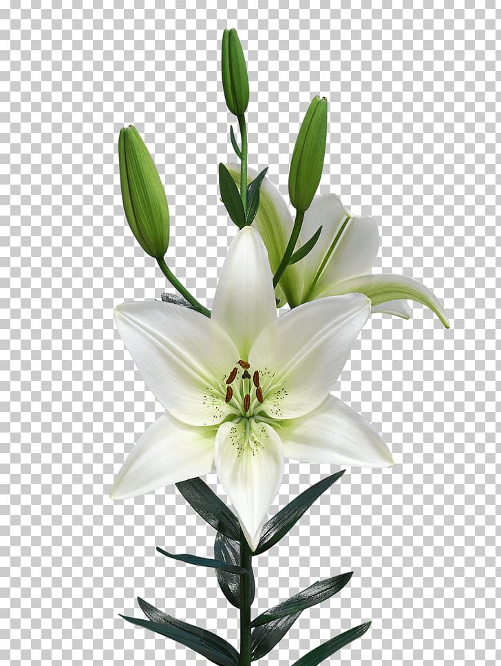 Lilium Netherlands Royal Van Zanten Flowering Plant PNG, Clipart, Bulb, Cut Flowers, Flower, Flowering Plant, Liliaceae Free PNG Download