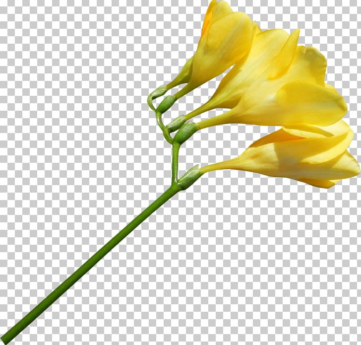 Plant Flower Yellow PNG, Clipart, Arum, Bud, Computer Icons, Cut Flowers, Flora Free PNG Download
