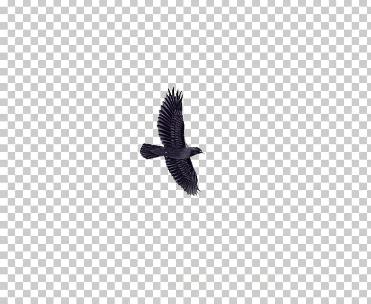 Bird Eagle Animal PNG, Clipart, Animal, Animals, Bald Eagle, Beak, Bird Free PNG Download