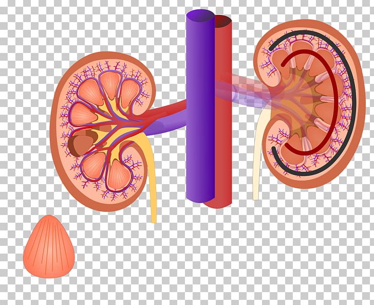 Excretory System Organ Renal Sinus Kidney Renal Medulla PNG, Clipart, Anatomy, Excretory System, Kidney, Kidney Failure, Miscellaneous Free PNG Download