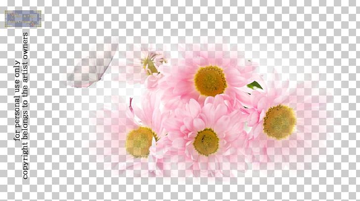 Flower Petal Love Transvaal Daisy PNG, Clipart, Blossom, Chrysanthemum, Chrysanths, Computer Wallpaper, Cut Flowers Free PNG Download