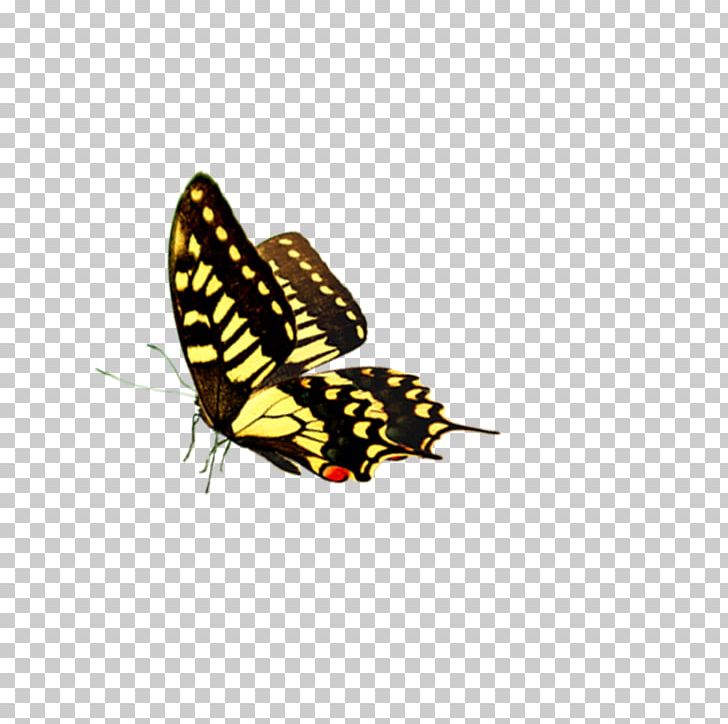 Fly Butterfly Car PNG, Clipart, Animal, Arthropod, Black, Blue Butterfly, Brush Footed Butterfly Free PNG Download