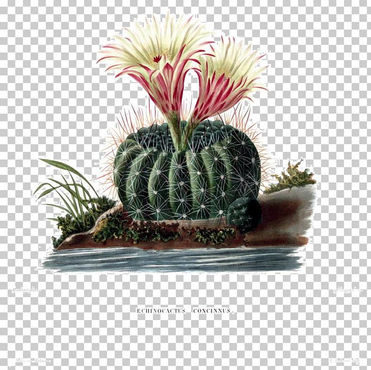 The Cactaceae Botanical Illustration Botany Cleistocactus PNG, Clipart, Botanical Illustration, Cactaceae, Cactus, Caryophyllales, Copiapoa Free PNG Download