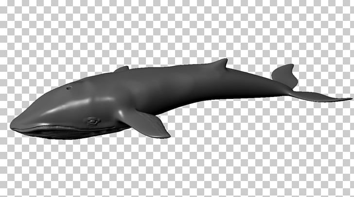 Tucuxi Rough-toothed Dolphin Porpoise Balaenidae Animaatio PNG, Clipart, 3d Computer Graphics, 3d Modeling, Animaatio, Animal, Autodesk 3ds Max Free PNG Download