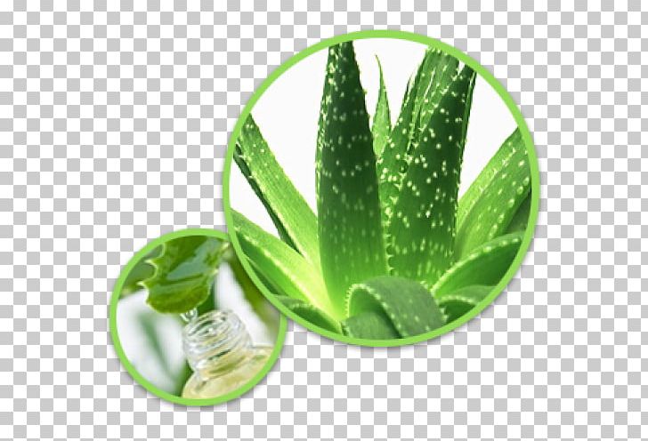Aloe Vera Plant Gel Aloe Ferox PNG, Clipart, Aloe, Aloe Ferox, Aloe Vera, Aloin, Asphodelaceae Free PNG Download