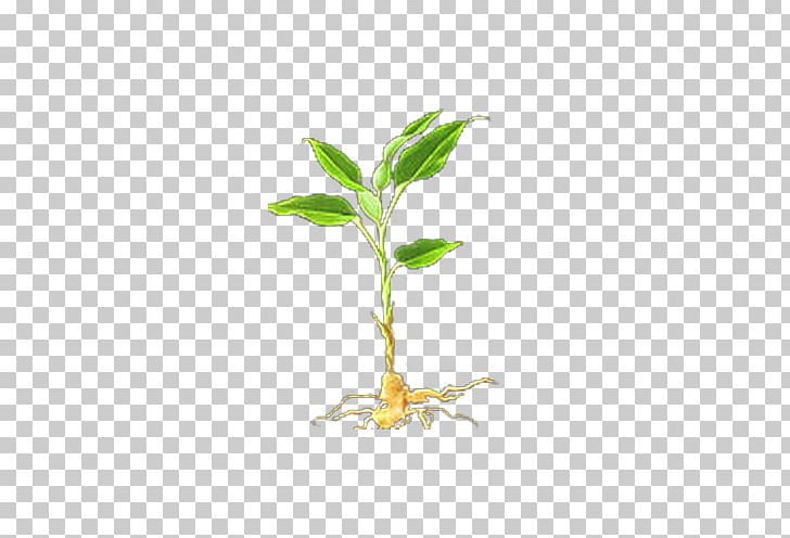 Leaf Ginger Condiment Plant PNG, Clipart, Autumn Leaves, Branch, Condiment, Dish, Download Free PNG Download