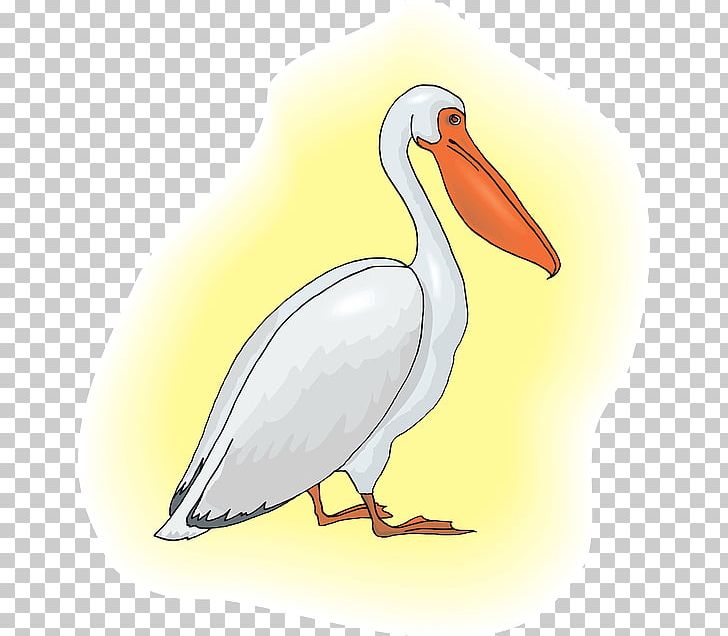 Pelican PNG, Clipart, Beak, Bird, Desktop Wallpaper, Ducks Geese And Swans, Fauna Free PNG Download
