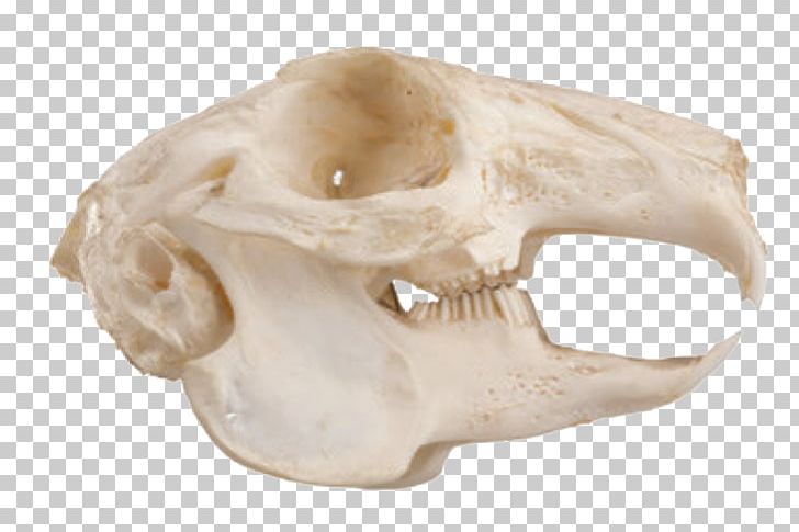 Squirrel Felidae Rodent Skull Jaw PNG, Clipart, Animal, Animals, Bone, Felidae, Frontal Bone Free PNG Download