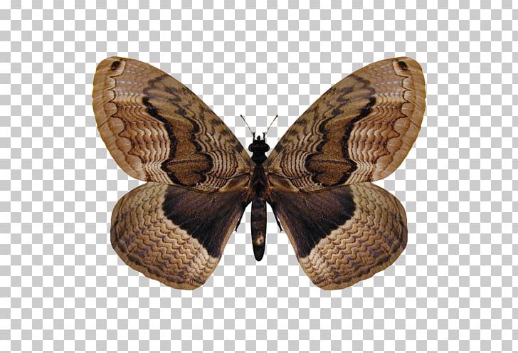 Brush-footed Butterflies Butterfly Great Orange Tip Photography PNG, Clipart, 3d Computer Graphics, Brush Footed Butterfly, But, Computer Icons, Hebomoia Free PNG Download
