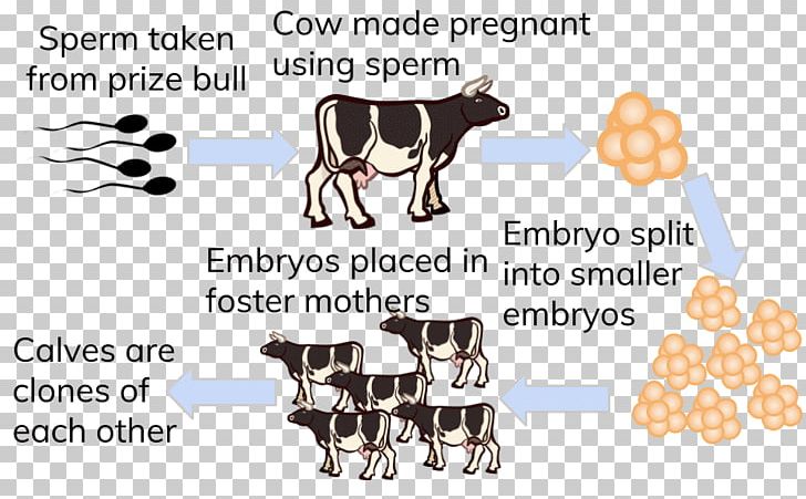 Dairy Cattle Cloning Highland Cattle Embryo Reproduction PNG, Clipart, Animal, Animal Figure, Biotechnology, Cattle, Cloning Free PNG Download