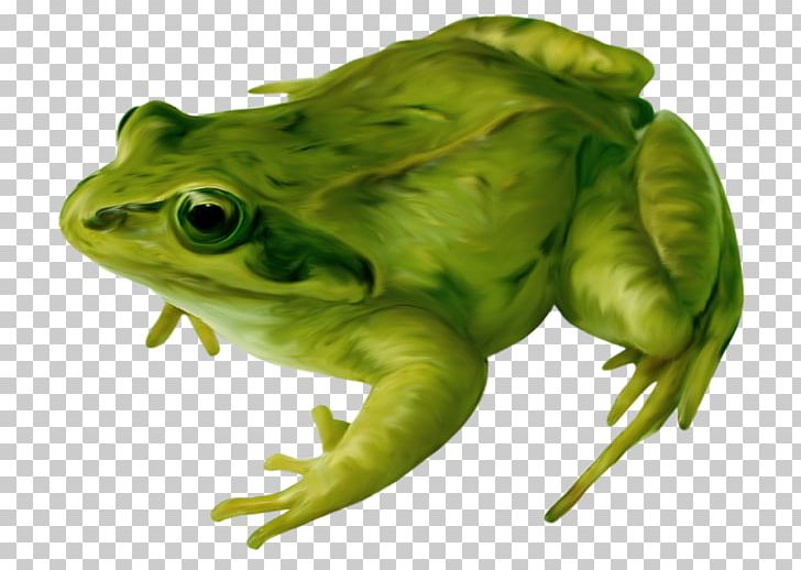 Frog Amphibian Drawing PNG, Clipart, Amphibian, Amphibians, Animals, Bullfrog, Clip Art Free PNG Download