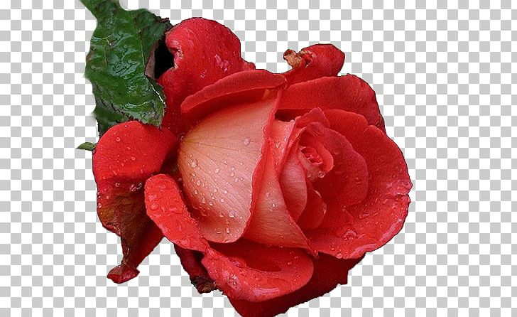 Garden Roses Flower Rainbow Rose PNG, Clipart, Blume, Bud, China Rose, Color, Cut Flowers Free PNG Download