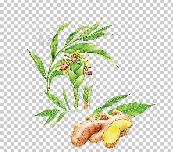 Ginger Tea Food Illustration PNG, Clipart, Betacarotene, Commodity, Crude Drug, Drawing, Euclidean Vector Free PNG Download