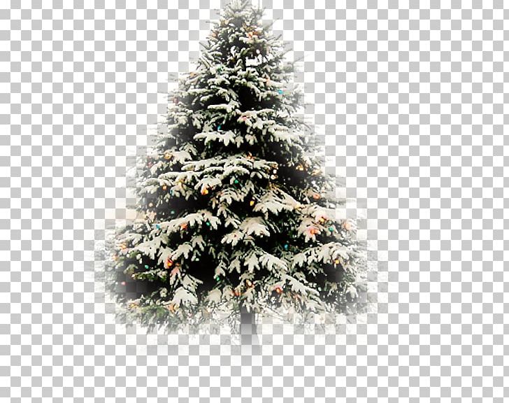 Christmas Tree Fir Christmas Card PNG, Clipart, Birthday, Chef, Christmas, Christmas Card, Christmas Decoration Free PNG Download