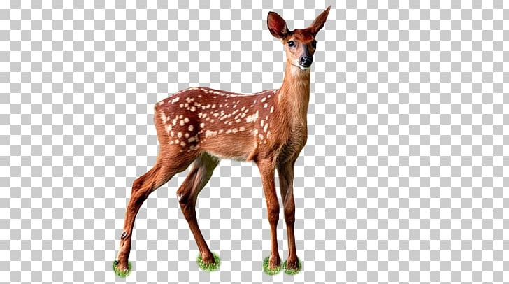 Deer Hunter White-tailed Deer Red Deer Animal PNG, Clipart, 8k Resolution, Animals, Antler, Christmas Deer, Cuteness Free PNG Download