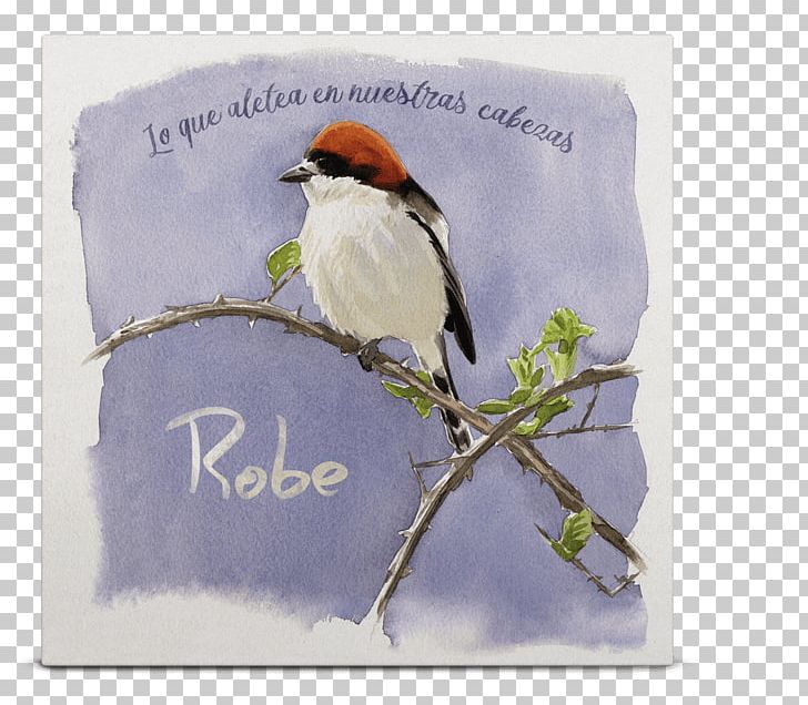 Lo Que Aletea En Nuestras Cabezas ...Y Rozar Contigo Song Album Destrozares PNG, Clipart, Advertising, Album, Beak, Bird, Branch Free PNG Download