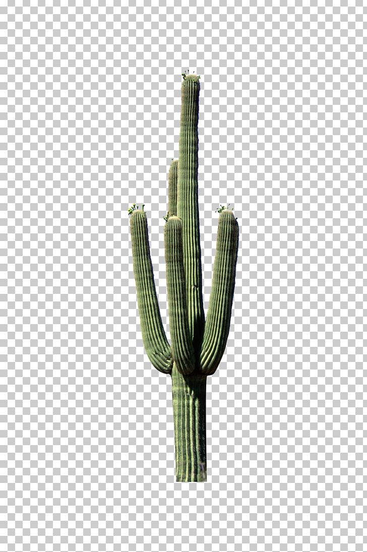 Cactaceae Plant Stem PNG, Clipart, Background Green, Cactaceae, Cactus, Cactus Green, Caryophyllales Free PNG Download