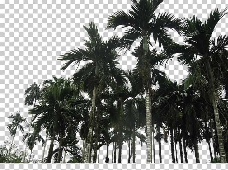 Asian Palmyra Palm Coconut Wanning Arecaceae PNG, Clipart, Arecales, Attalea Speciosa, Autumn Tree, Black And White, Borassus Flabellifer Free PNG Download