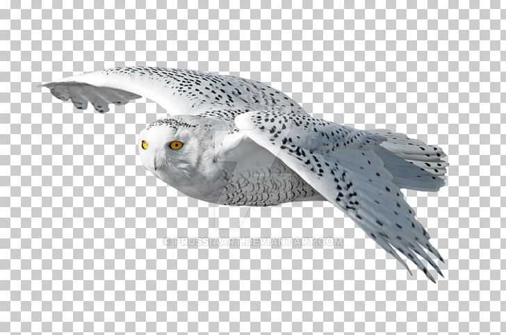 Bird Of Prey Snowy Owl Beak PNG, Clipart, Animal, Animals, Beak, Bird, Bird Of Prey Free PNG Download