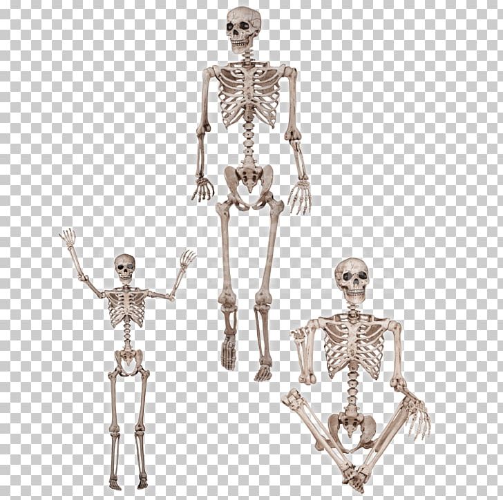 Human Skeleton Human Body Anatomy Bone PNG, Clipart, Anatomy, Arm, Bone, Candle Holder, Dancing Skeleton Free PNG Download