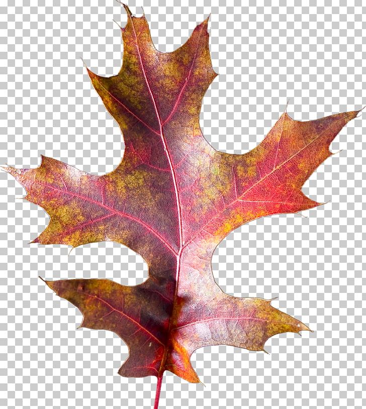 Maple Leaf Photography PNG, Clipart, Anthology, Autumn, Country Style, Et Cetera, Leaf Free PNG Download