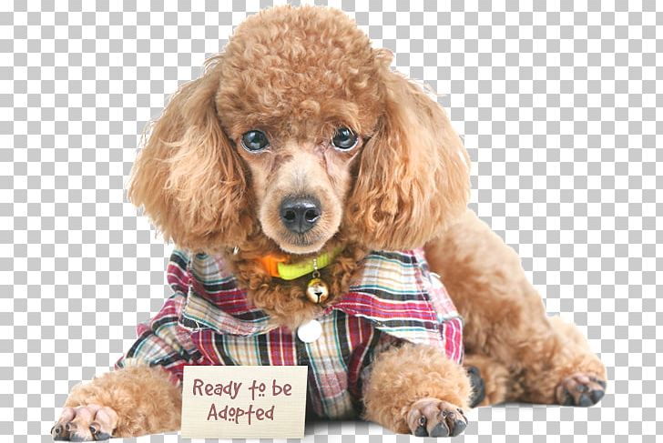 Miniature Poodle Toy Poodle Standard Poodle Puppy PNG, Clipart, Breed, Carnivoran, Companion Dog, Dog, Dog Breed Free PNG Download