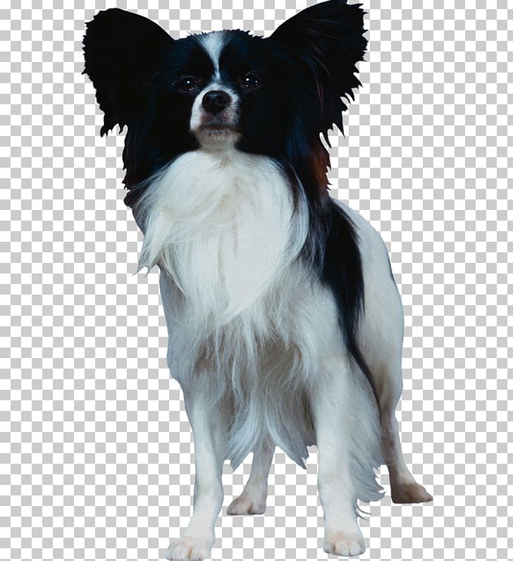 Papillon Dog Bernese Mountain Dog Long-haired Chihuahua Pet Dog Breed PNG, Clipart, Animal, Breed Group Dog, Carnivoran, Collie, Companion Dog Free PNG Download