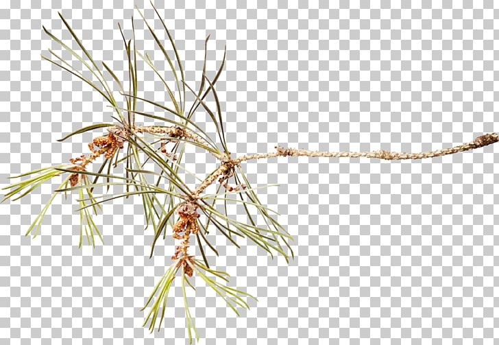 Pine Branch Spruce PNG, Clipart, Branch, Conifer, Conifers, Desktop Wallpaper, Grass Free PNG Download