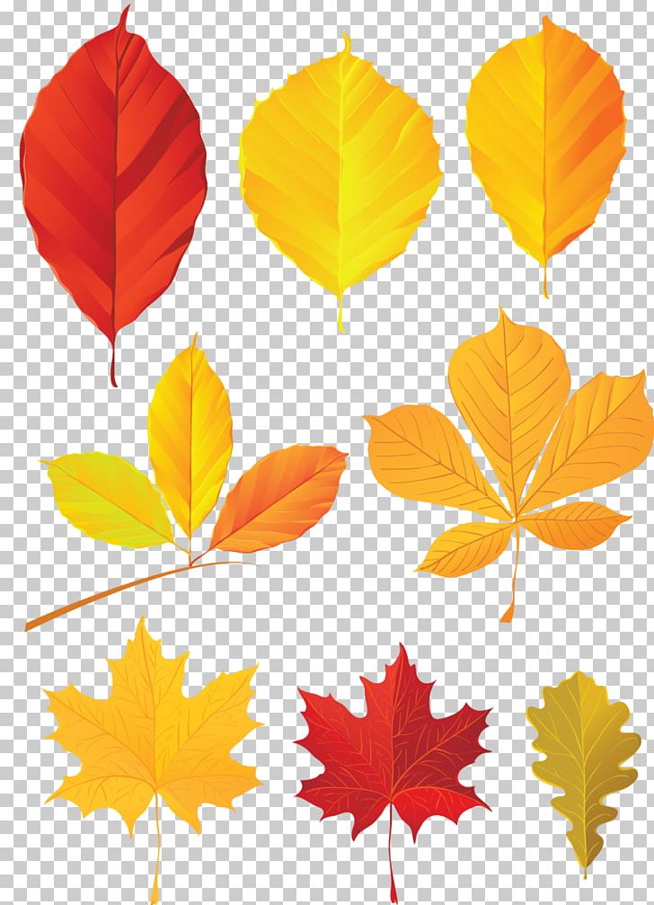 Autumn Leaf Color PNG, Clipart, Art, Autumn, Autumn Leaf Color, Color, Leaf Free PNG Download