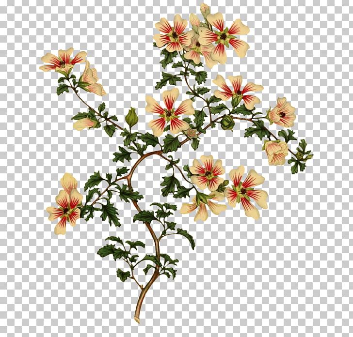 Floral Design Botanical Illustration Flower Drawing PNG, Clipart, Blossom, Botany, Branch, Cartoon, Cut Flowers Free PNG Download