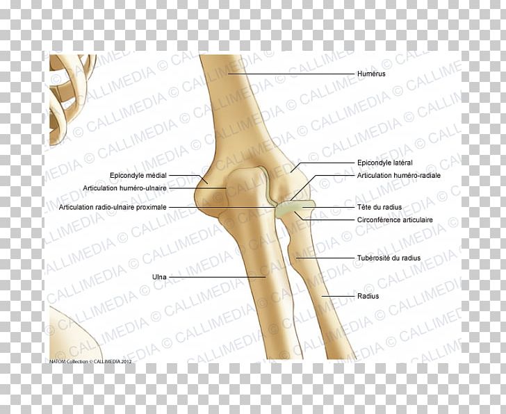 Thumb Elbow Bone Joint Anatomy PNG, Clipart, Abdomen Anatomy, Anatomy, Angle, Arm, Bone Free PNG Download