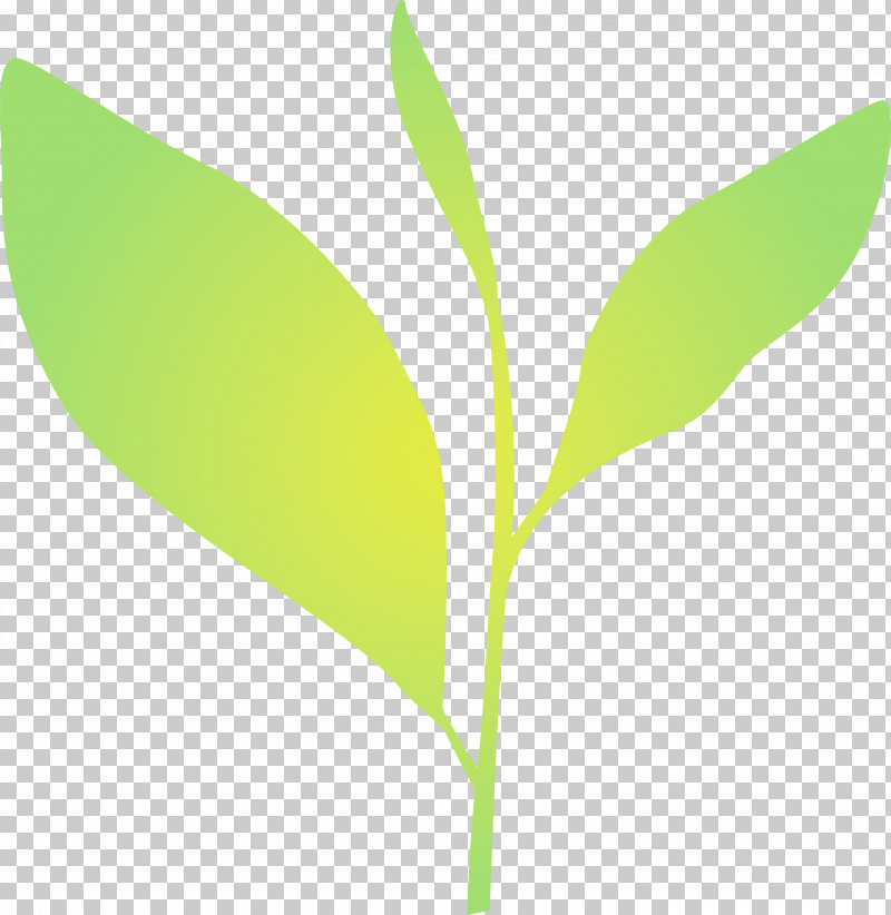 Leaf Plant Flower Plant Stem Lily Of The Valley PNG, Clipart, Eucalyptus, Flower, Leaf, Lily Of The Valley, Paint Free PNG Download