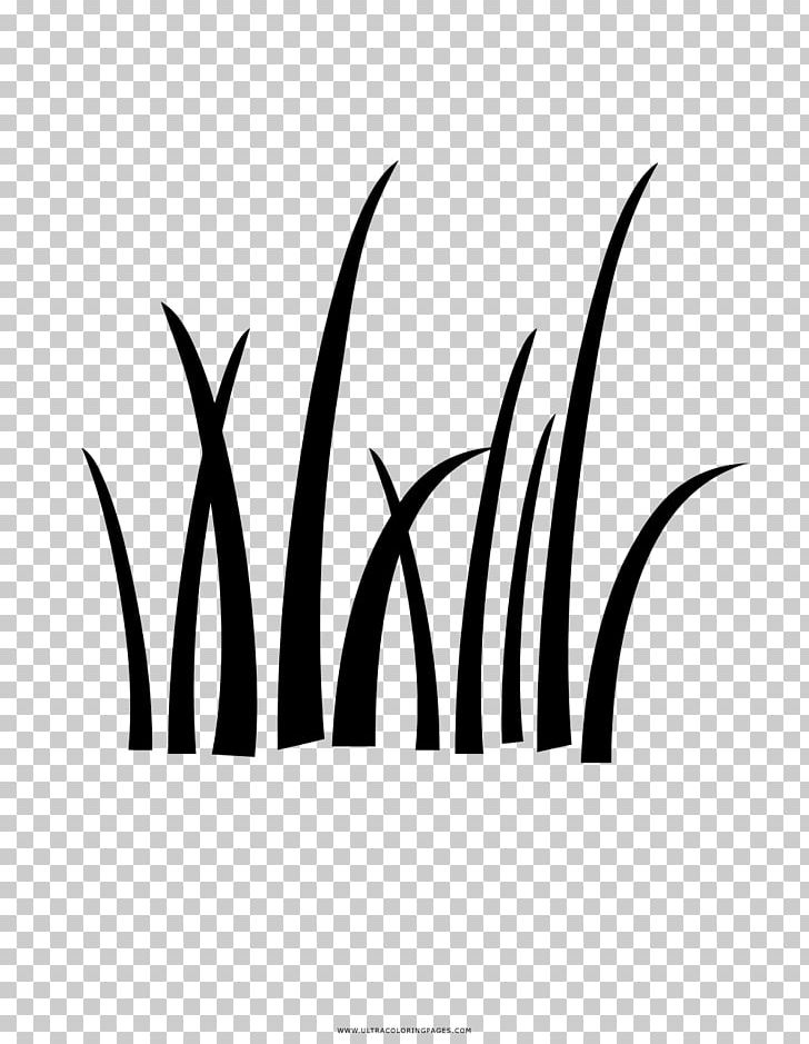 Drawing Lawn Ornamental Grass PNG, Clipart, Black And White, Coloring Book, Commodity, Computer Wallpaper, Drawing Free PNG Download