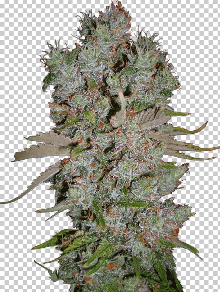 Marijuana Autoflowering Cannabis Blueberry Cannabis Ruderalis PNG, Clipart, Animals, Autoflowering Cannabis, Blueberry, Bud, Cannabis Free PNG Download