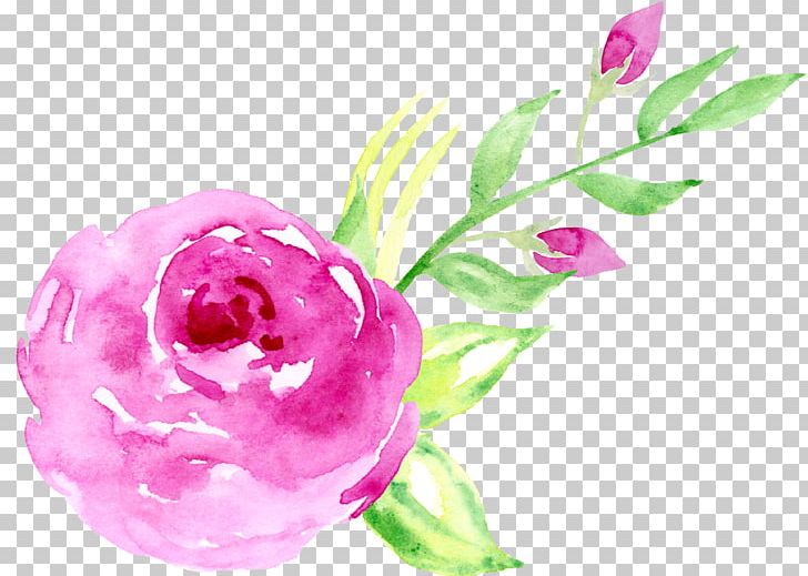 Floral Design Beach Rose Pink Watercolor Painting PNG, Clipart, Creative, Creative Design, Cut Flowers, Download, Elements Free PNG Download