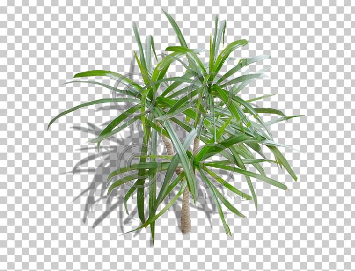 Flowerpot Grasses Houseplant Tree Herb PNG, Clipart, Arecales, Evergreen, Family, Flowerpot, Grass Free PNG Download