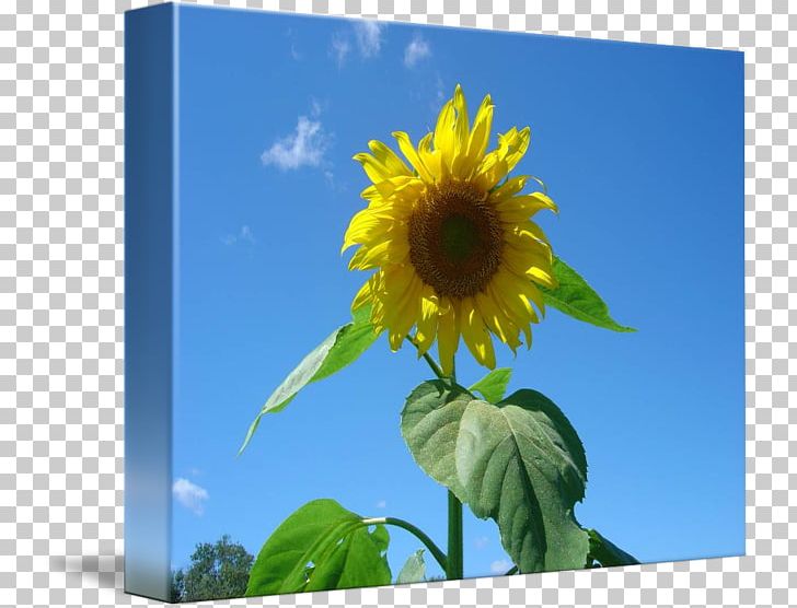 Sunflower Seed Sunflower M Sunflowers Sky Plc PNG, Clipart, Daisy Family, Flower, Flowering Plant, Others, Plant Free PNG Download