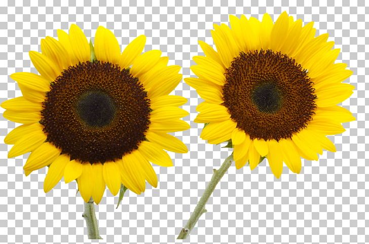 Two Cut Sunflowers Common Sunflower Petal Yellow PNG, Clipart, Blue, Daisy Family, Flower, Flowers, Gold Free PNG Download