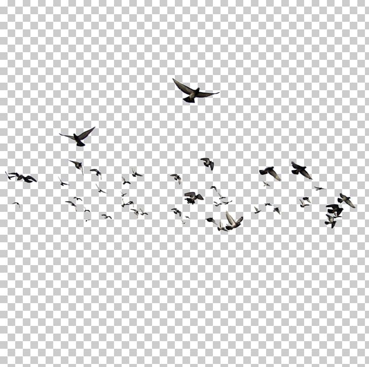 Bird Flock Photography PNG, Clipart, Animal Migration, Animals, Beak, Bird, Bird Flock Free PNG Download