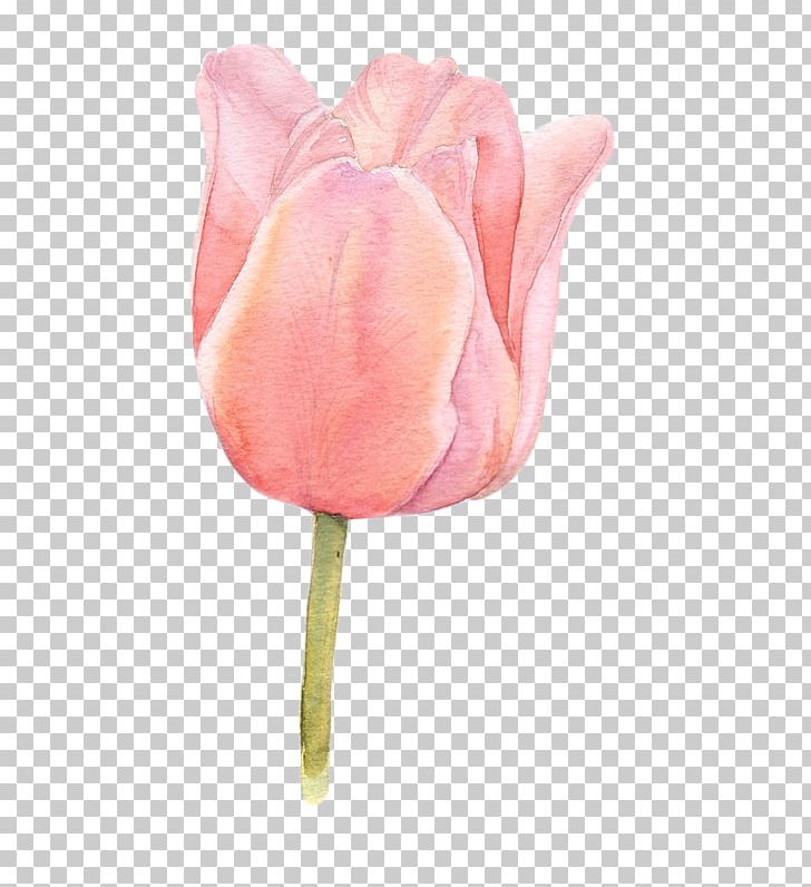 Flower Tulip Watercolor Painting PNG, Clipart, Botanical Illustration, Color, Drawing, Flower, Flowering Plant Free PNG Download