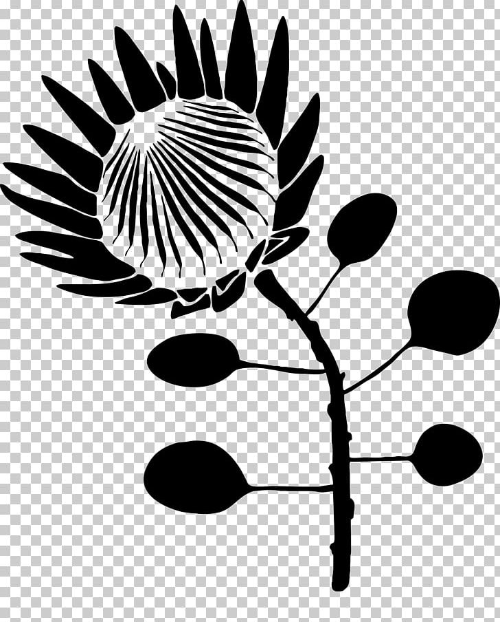 Protea Cynaroides Drawing Stencil Flower PNG, Clipart, Art, Botany, Branch, Computer Wallpaper, Flowering Plant Free PNG Download
