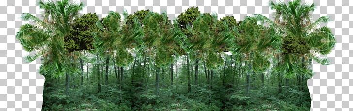 Tropical Forest Jungle PNG, Clipart, Branch, Clip Art, Desktop Wallpaper, Forest, Grass Free PNG Download