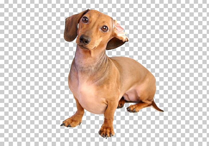 Dachshund German Pinscher Puppy Dog Breed Android PNG, Clipart, Android, Carnivoran, Companion Dog, Dachshund, Desktop Wallpaper Free PNG Download