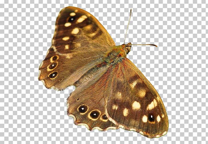 Butterfly Insect Computer Icons PNG, Clipart, Arthropod, Blue, Bombycidae, Brush Footed Butterfly, Butterflies And Moths Free PNG Download