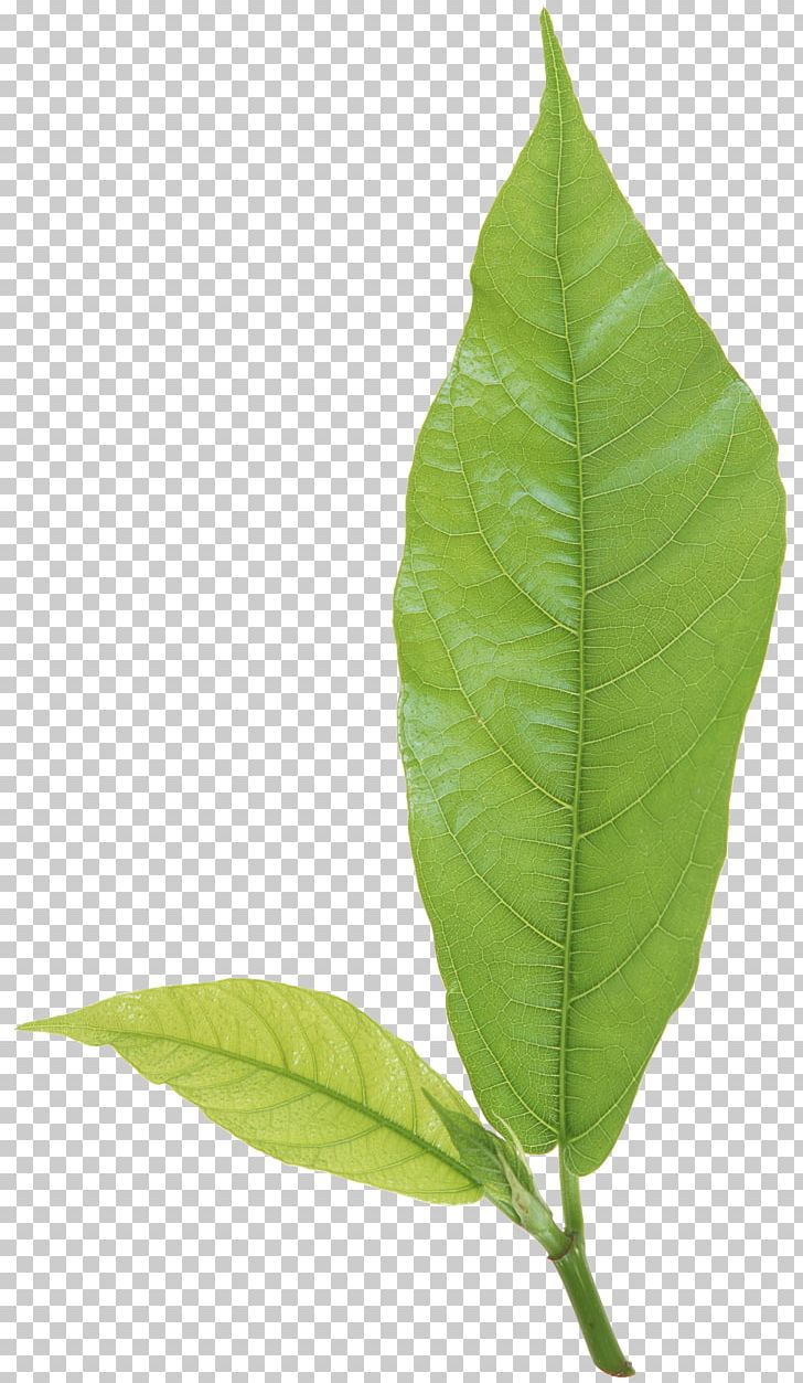 Leaf Plant Stem Branch PNG, Clipart, Branch, Calligraphy, Flora, Green, Leaf Free PNG Download