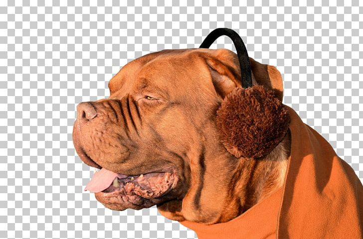 Olde English Bulldogge What Dog? Puppy Veterinarian Purebred Dog PNG, Clipart, Animals, Breed, Breed Group Dog, Carnivoran, Dog Free PNG Download
