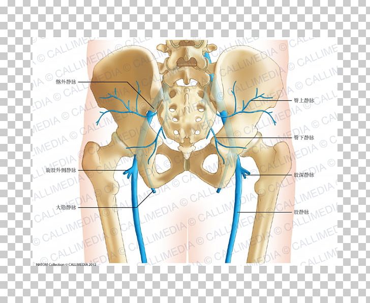 Pelvis Human Anatomy Human Body Hip Bone PNG, Clipart, Abdomen, Anatomy, Angle, Arm, Bone Free PNG Download