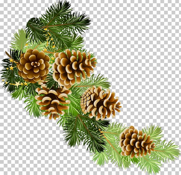 Pine Conifer Cone Fir Christmas PNG, Clipart, Branch, Christmas, Christmas Decoration, Christmas Ornament, Christmas Tree Free PNG Download